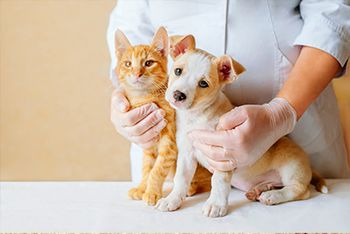 mevetin-veterinaria-con-gato-y-perro-cachorro